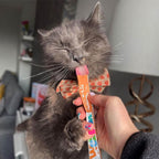 Webbox Lick-e-Lix Cat Treats Variety Mega Pack - Kitten Friendly, Grain Free, No Artificial Preservatives or Colours (50 Pack)